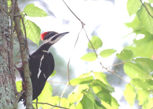 Pileated Woodpecker